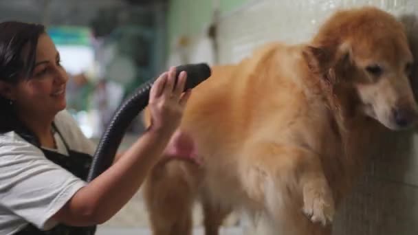 Γυναίκα Εξειδικευμένα Turbo Drying Ένα Χρυσό Σκύλο Retriever Τοπικό Κατάστημα — Αρχείο Βίντεο