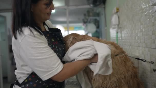 Happy Woman Drying Golden Retriever Dog Towel Local Pet Shop — Αρχείο Βίντεο