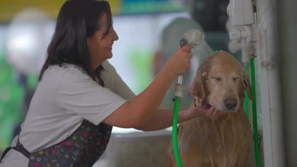 Sklep Zoologiczny Mała Firma Kobieta Kąpiąca Się Myjąca Psa Golden — Wideo stockowe