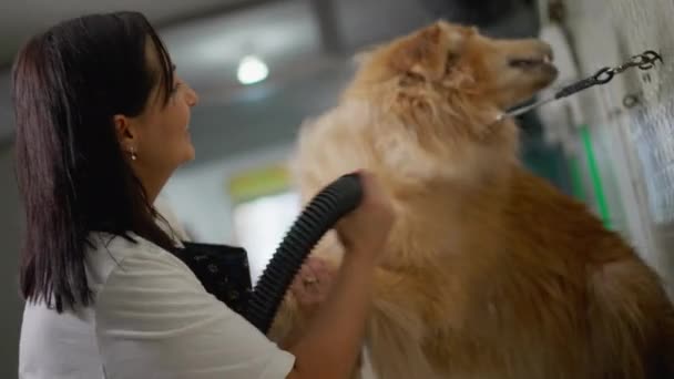 Glückliche Besitzerin Einer Zoohandlung Trocknet Großen Golden Retriever Dog Mit — Stockvideo