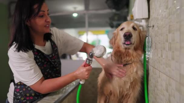 Kvinna Tvätt Stor Rastlös Golden Retriever Hund Med Duschhuvud Sällskapsdjur — Stockvideo