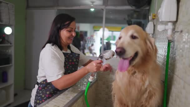 Happy Brazilian Employee Washing Dog Pet Shop — Vídeos de Stock