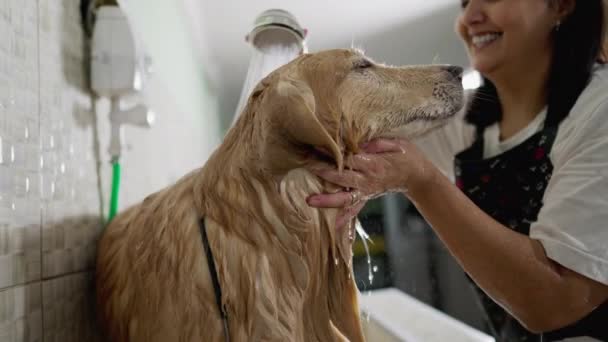 Propietario Joyful Business Pet Shop Lavado Golden Retriever Dog Con — Vídeos de Stock