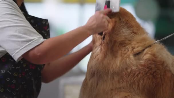 동정심의 Pet Shop Employee Mastering Art Combing Golden Retriever Post — 비디오
