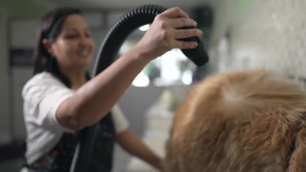 Joyous Pet Shop Proprietor Turbo Drying Golden Retriever Fluffy Dogine — Stock video