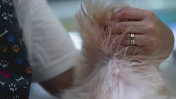 Köpek Kürkü Nün Makro Yakın Çekimi Taranıyor Yavaş Çekimde Bir — Stok video