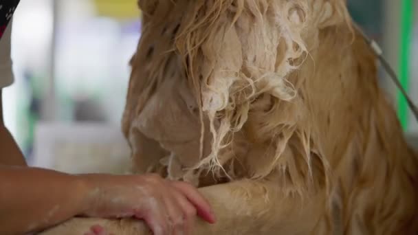 衛生ルーチン ペットショップで手を洗うウェットゴールデンレトリバーのパウ — ストック動画
