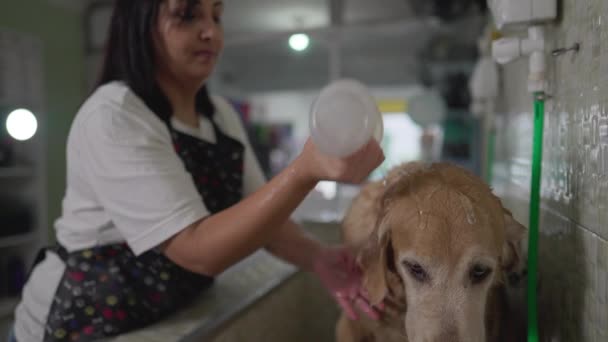 Pet Shop Γυναίκα Εφαρμογή Σαμπουάν Golden Retriever Dog Πρόσωπο Πλύσιμο — Αρχείο Βίντεο