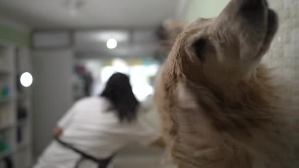 Nedves Golden Retriever Rázó Test Fürdés Után Állatkereskedésben Áztatott Kutya — Stock videók