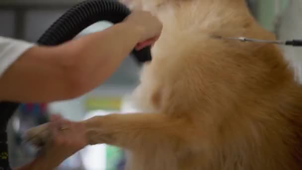 快乐的女人洗完澡后烘干毛茸茸的金毛猎犬 小业主在本地商铺使用涡轮烘干机 — 图库视频影像