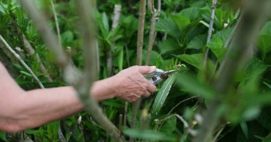 Closeup of person pruning and cutting branches gardening