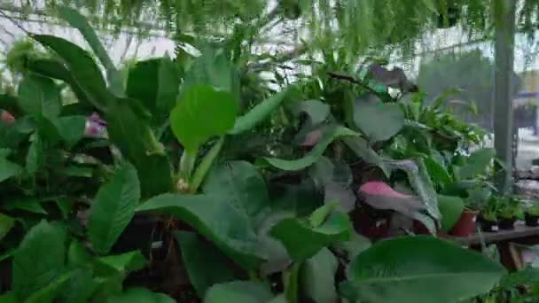 Florist Business Interior Moving Tracking Shot Von Pflanzengefüllten Inseln — Stockvideo