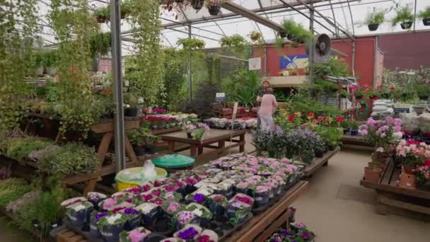 Lebendiger Blumenladen Gartenbau Gartenbau Lokaler Einzelhandel — Stockvideo