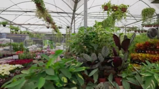 Lebendiges Schaufenster Des Örtlichen Blumenladens Gartenbaugeschäft Zeigt Array Plants Flowers — Stockvideo