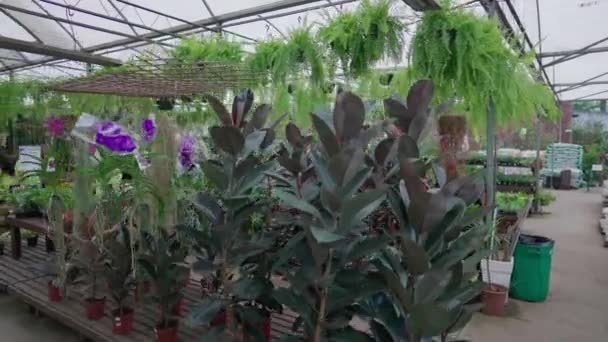 Gardening Supply Store Interieur Der Verfolgung Schuss Bewegung Blumenladen Gartenbau — Stockvideo