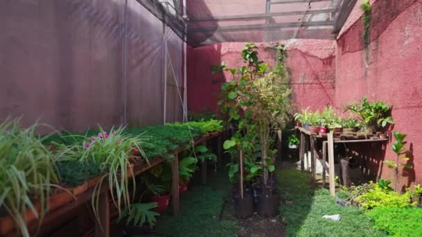 Tableau Plantes Pot Dans Jardin Horticole Extérieur Dans Cour Arrière — Video