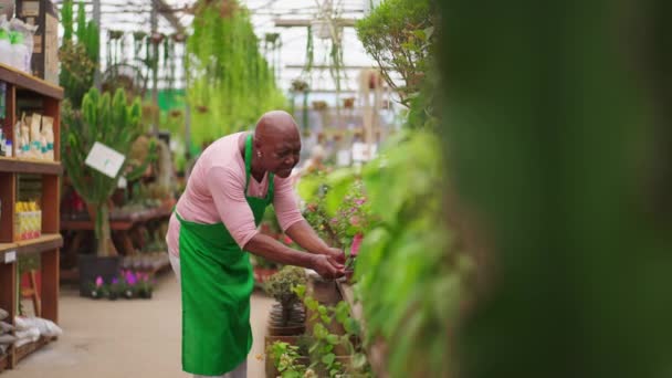 Africké Americké Senior Žena Inspekce Květiny Zahradnictví Store — Stock video