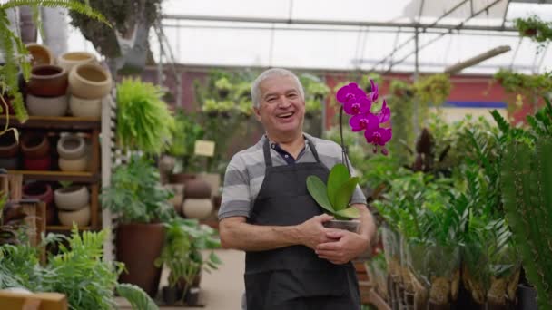 Florista Sênior Feliz Segurando Flor Dentro Loja Horticultura Pessoa Mais — Vídeo de Stock