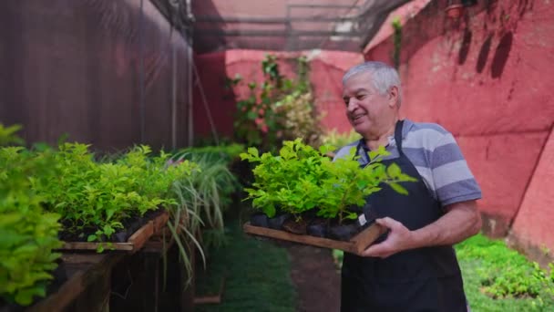 Joyful Experienced Senior Gardner Putting Basket Plots Plants Shelf Standing — Stock Video