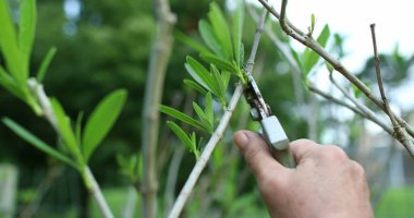 El kesimi ya da budama dalı
