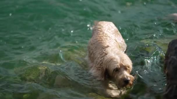 Hunden Stiger Upp Vattnet Och Skakar Sig Själv Slow Motion — Stockvideo