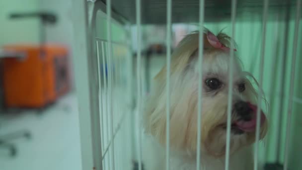 Pet Shop Puppy Kleine Hond Kijkwereld Vanuit Kooi — Stockvideo