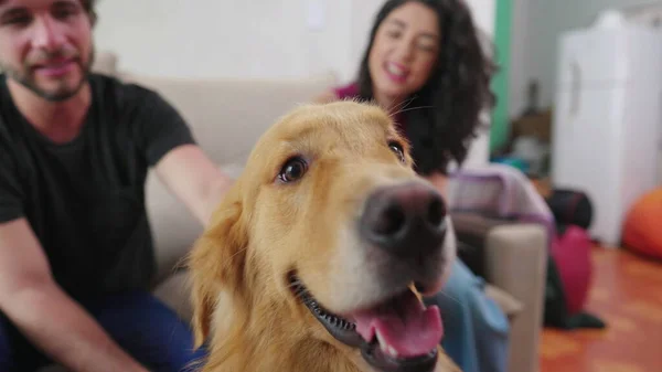 Closeup Van Hond Wordt Gestreeld Door Aanhankelijke Eigenaren Happy Golden — Stockfoto