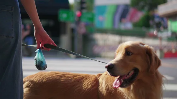 狗站在人行道上等着过马路 都市环境中的黄金猎犬 — 图库照片