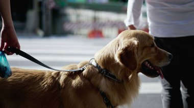 Yaya geçidinde bekleyen bir kadın ve onun Golden Retriever 'ı