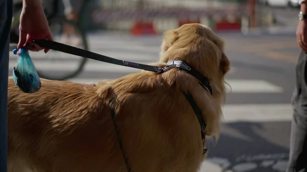 Pies Smyczy Czeka Przejściu Przez Ulicę Przejściu Godlen Retriever Zwierzę — Zdjęcie stockowe