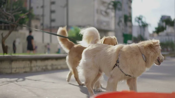 Twee Golden Retriever Dogs Aan Lijn Buiten Het Stadspark Mooie — Stockfoto