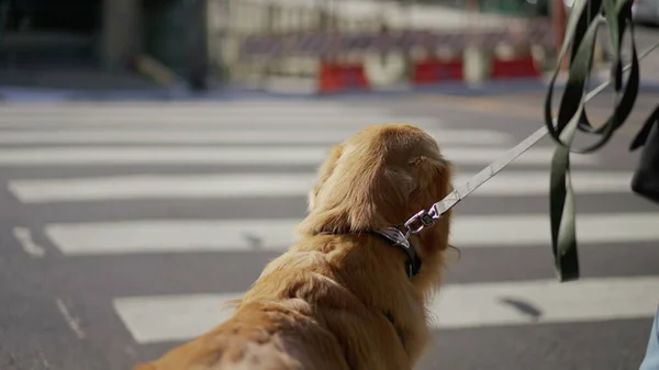 Pies Smyczy Stojący Zewnątrz Miasta Czekający Przejście Przez Ulicę Przejściu — Zdjęcie stockowe