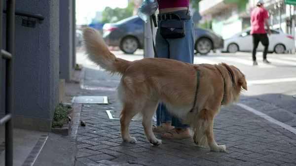 Köpek Ihtiyaçlarını Şehir Dışında Karşılıyor Sahibi Kaldırımda Tasmalı Golden Retriever — Stok fotoğraf