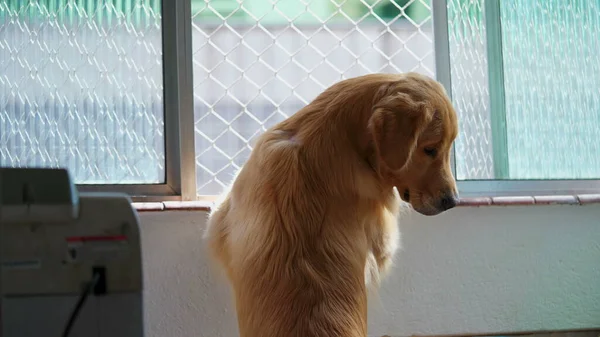 Домашній Собака Схилившись Вікна Квартири Дивиться Вулицю Золотошукач Дивиться Пояс — стокове фото