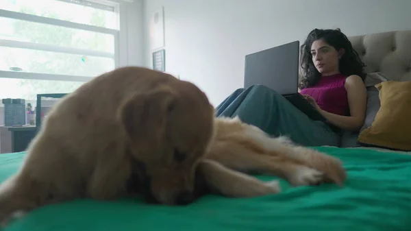 Young Woman Using Computer Lying Bed Her Dog Foreground Scratching — Stock Photo, Image