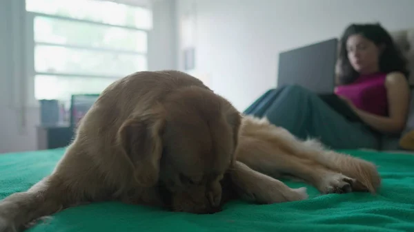 Молода Жінка Допомогою Комп Ютера Лежить Ліжку Своєю Собакою Передньому — стокове фото