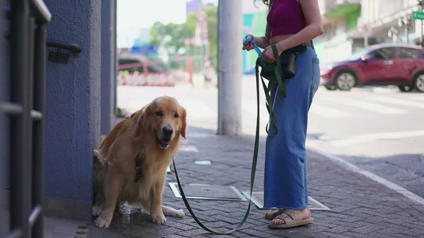 狗在城市街道上做他的需要 在城市环境中 女房东取出塑料袋到人行道上捡便便便 — 图库照片