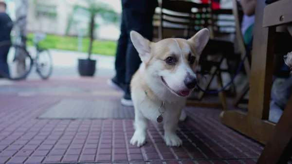 Kleine Hond Aan Lijn Verstopt Achter Stoel Restaurant Bij Stoep — Stockfoto
