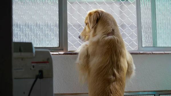 奇妙な犬は窓から世界が行くのを見ています アパートの窓からの眺めを望むペットゴールデンレトリバー — ストック写真