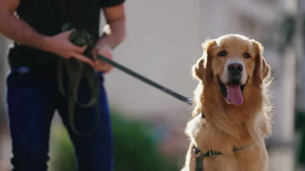 Hondeneigenaar Houdt Golden Retriever Aan Lijn Buiten Park Tijdens Zonnige — Stockfoto