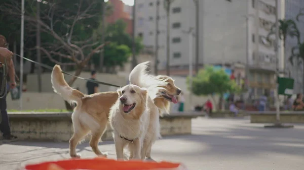 Dwa Psy Golden Retriever Smyczy Parku Miejskim Piękne Canine Towarzysze — Zdjęcie stockowe
