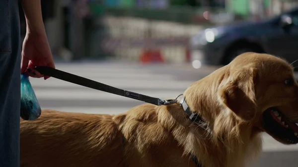 Hond Aan Lijn Wachtend Straat Steken Kruispunt Godlen Retriever Huisdier — Stockfoto