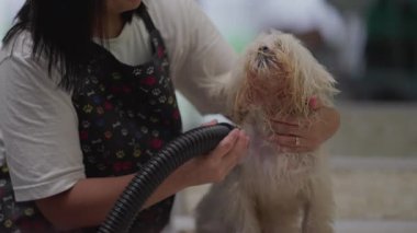 Pet Shop 'ta Shih-Tzu Dog kurutmak. Yerel işletmedeki Çalışan Bakım Köpeği