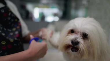 Hayvan Dükkanı çalışanlarından Köpek Esneme: Yerel Bakım Servisi