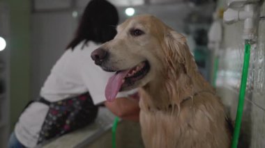 Büyük Golden Retriever Köpeği Pet Shop 'ta yıkanıyor.