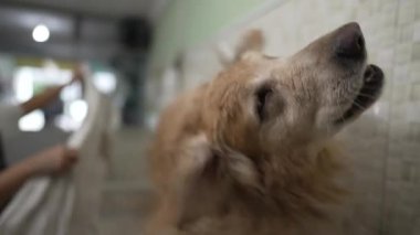 Yıkanmış Golden Retriever Sallanan Suyu. Köpek ıslak kürkü yavaş çekimde sallar.