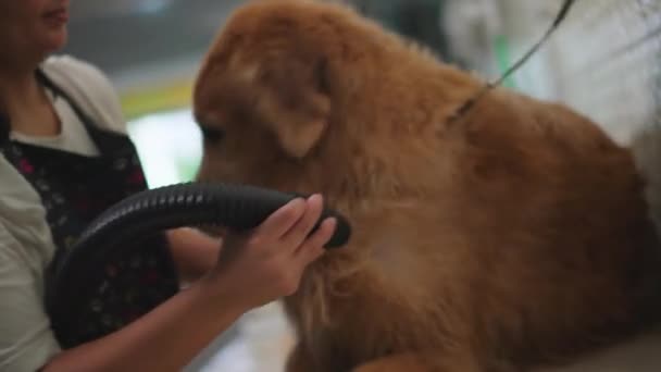Pet Groomer Trying Dry Restless Golden Retriever Pet Shop — Stok Video