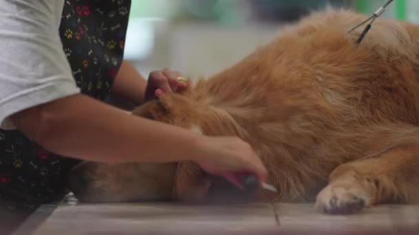 Tienda Mascotas Serenity Arreglando Tranquilo Golden Retriever Arte Del Cuidado — Vídeo de stock