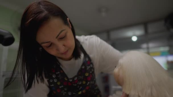 Pet Shop Anställd Grooming Dog Trimning Fur Och Tassar Med — Stockvideo