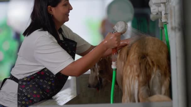 在宠物店给大狗洗澡的女人女员工洗金毛回收工的职业工作 — 图库视频影像